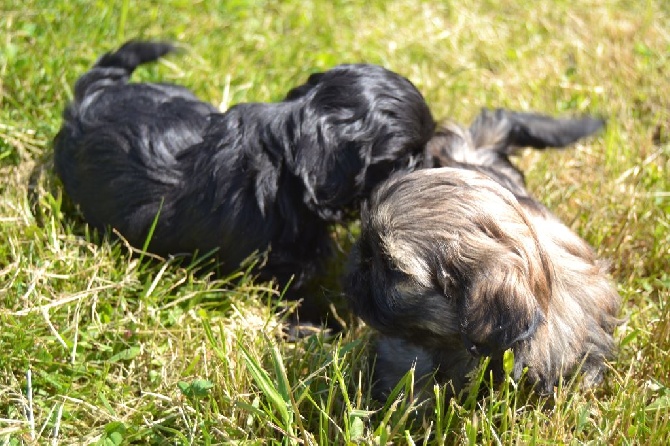 Quatre chiots mâle