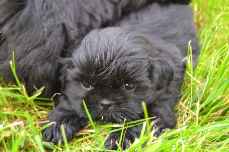 De la meute d'ulane - Chiots disponibles - Shih Tzu