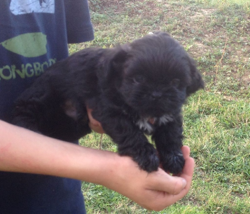 De la meute d'ulane - Shih Tzu - Portée née le 06/09/2016